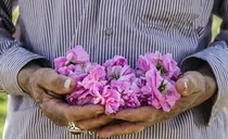  برداشت ۳۰۰ تن گل محمدی در سیستان و بلوچستان