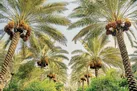 آفت دلالان برجان خرمای بوشهر