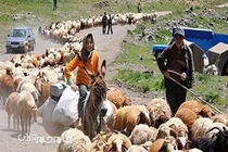 ادغام یا انحلال سازمان عشایری، مشکلات دامداران را تشدید می‌کند