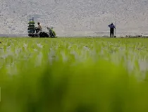 طلای سبز بهاری در دل فارس می‌روید