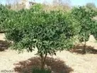 هدیه ای به شهروندان بندرعباس ؛کاشت درخت با شما، تخفیف عوارض نو سازی با ما