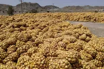 جزییات پیازهای دپو شده در محل روستای سرراس منوجان (+تصاویر)