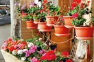 همیشه پای یک گل در میان است