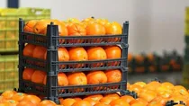 صادرات کیوی و پرتقال مازندران بدون وقفه ادامه دارد