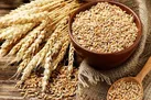 وضعیت کشت غلات درخراسان رضوی