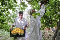 برداشت بیش از ۷ هزار تن زردآلو از باغات تفتان