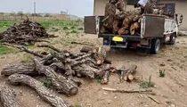 انهدام باند سازمان‌یافته قاچاق چوب در عباس‌آباد