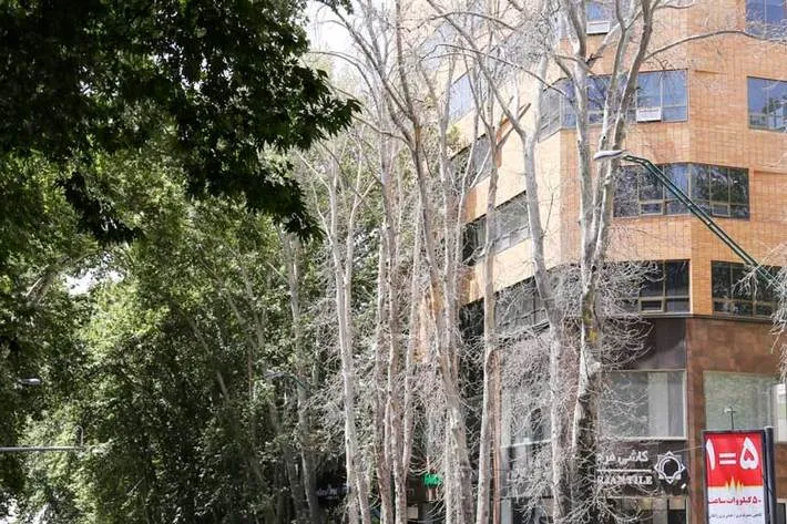 مرگ تدریجی یک خیابان | آفت فساد به جان چنار‌های ولیعصر افتاد