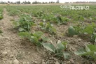 آغاز کشت دانه‌های روغنی و ذرت علوفه‌ای در مغان