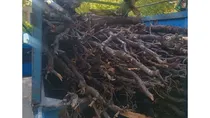 دستگیری عامل قطع و قاچاق درختان بلوط در اسلام آبادغرب