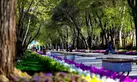 کاشت ۲۰۰ هزار بوته گل در چهارباغ و میدان امام(ره)