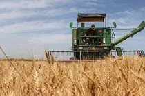 خرید تضمینی ۴۹ هزار تن گندم در مازندران