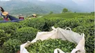 ایجاد خیابان چای باید در دستور کار قرار گیرد