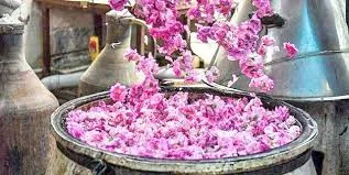 بیش از ۹۴ واحد تولید عرقیجات و اسانس با ظرفیت تولید ۲۵۰ هزار تن در سال فعالند