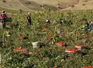 کشاورزی زمستانه قیروکارزین فارس