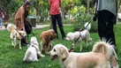 درخواست ممنوعیت سگ‌گردانی در شیراز