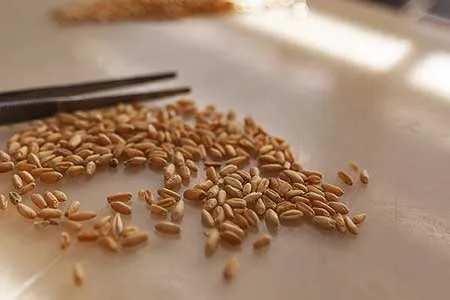 یارانه آرد در سفره کشورهای همسایه | چرایی تغییر قیمت نان و ماکارونی +عکس