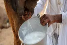 شیر شتر خاصیت ضد دیابتی دارد
