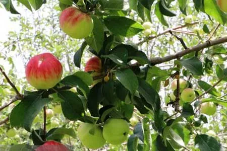 مگس میوه و مورچه عسل چقدر خطرناک است؟ | ماجرای باقالا و کم خونی