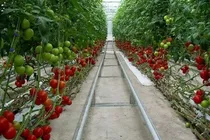 صادرات بیش از ۵۰۰ تن محصولات گلخانه‌ای همدان