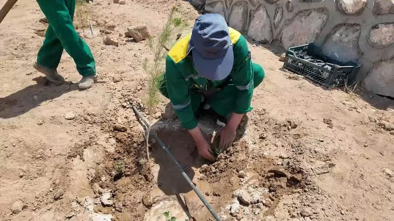گیاهان دارویی در بوستان‌های یزد کاشت می شوند