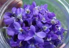 فواید و خواص پنیرک در طب سنتی + نسخه های درمانی