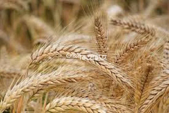 پیش‌بینی خرید ۴۸۸۰۰ تن گندم در خراسان شمالی طی امسال