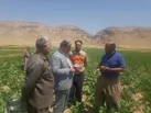 تعاون روستایی استان پیشتاز در انجام کشت قراردادی