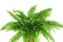سرخس؛ گیاه اکسیژن ساز