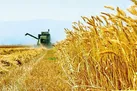 مراقب باشیم امسال گندم خوراک دام نشود
