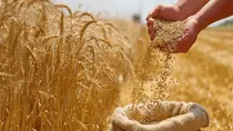 گندم‌کاران کوهستان‌های مازندران نگران نباشند