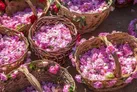 برگزاری جشنواره گلاب‌گیری در کرج