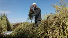 تامین بذر کنجد تابستانه کشاورزان جنوب کرمان توسط ستاد اجرایی فرمان حضرت امام(ره)