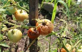 گلخانه داران مراقب بیماری ویروسی چروکیدگی قهوه ای گوجه فرنگی باشند