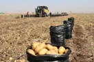 ۲۱۰ هزار تن سیب زمینی مازاد اردبیل، آماده عرضه به بازار
