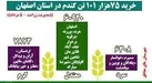 خرید 75هزار 101 تن گندم در استان اصفهان