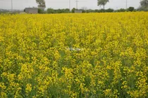 کشت پاییزه کلزا در سه هزار هکتار از اراضی کشاورزی آذربایجان‌شرقی