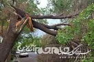 باد شدید باعث سقوط ۶۰ اصله درخت در گلستان شد