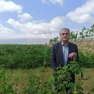 پیچیدن عطر گل محمدی از گلستانهای خراسان جنوبی