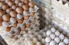 تخم مرغ‌های لاکچری در راه است!