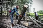 برداشت  ۶۵۱ تن چوب از اراضی کشاورزی شهرستان دهلران