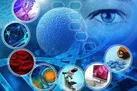 سلول‌ های بنیادی چگونه آسیب‌های بافتی را ترمیم می‌کنند؟