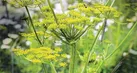 انجدان،گیاهی برای سلامتی