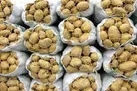 هشدار اتحادیه بارفروشان درباره صادرات سیب زمینی