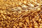 ۹ میلیون تن گندم خارجی خریداری شد
