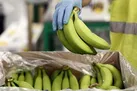 با موز سبز این بیماری ها را درمان کنید