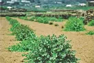 جواهر سبز بیابان