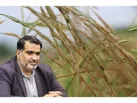 قیمت برنج مازندران وارد دامنه سودهای غیر متعارف نخواهد شد