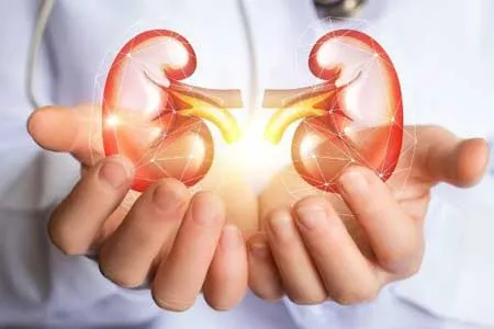 پیوند موفقیت آمیز کلیه رشدیافته در بدن خوک به بدن انسان