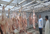 ارتقای سطح امنیت غذایی در شهرستان چرام با تشدید نظارت‌های بهداشتی بر کشتارگاه‌های دام